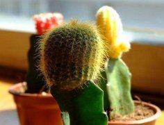 室內(nèi)擺放植物越多越好？